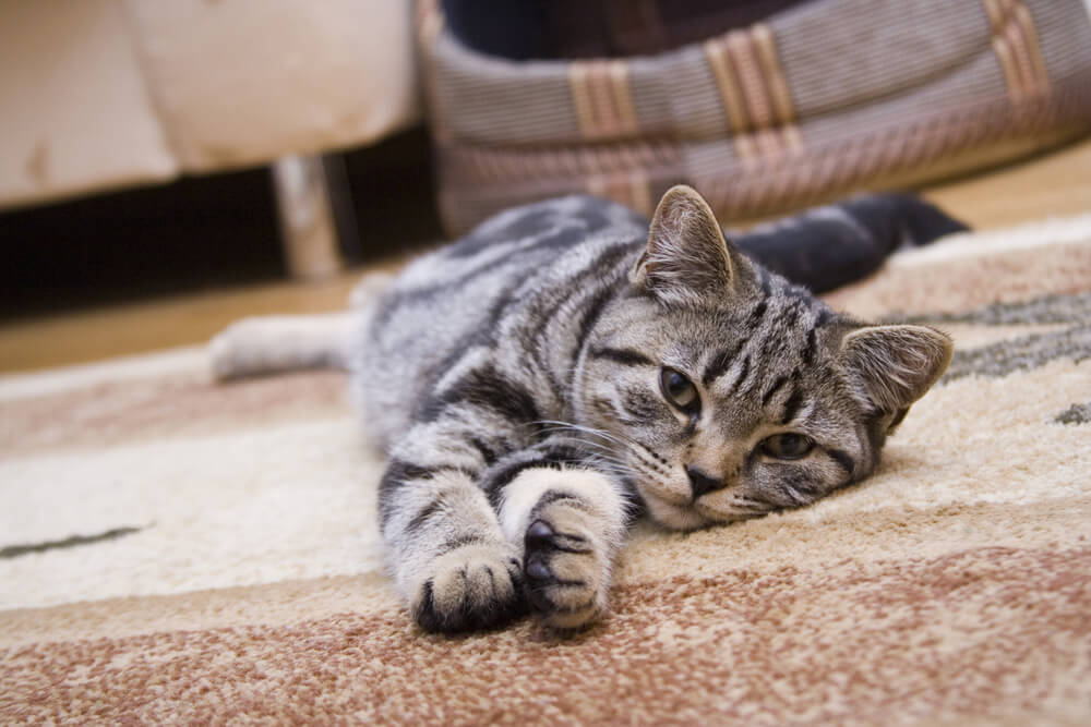 how-to-clean-cat-spray-in-6-steps